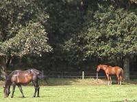Grazing