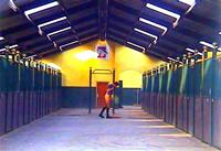 Stable