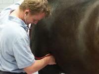 Vetting